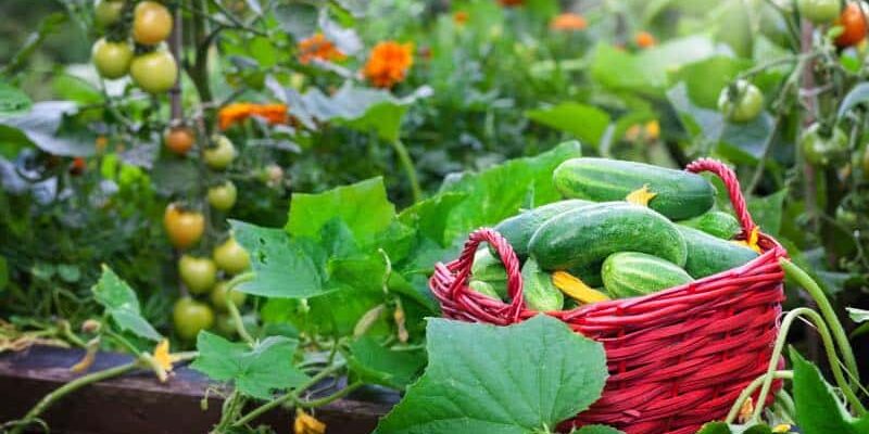 Garten für den Anbau optimieren – so geht’s